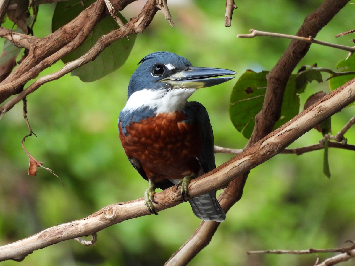 Ringed Kingfisher - ML623642972