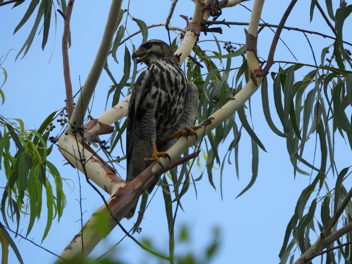 Gray Hawk - ML623642979