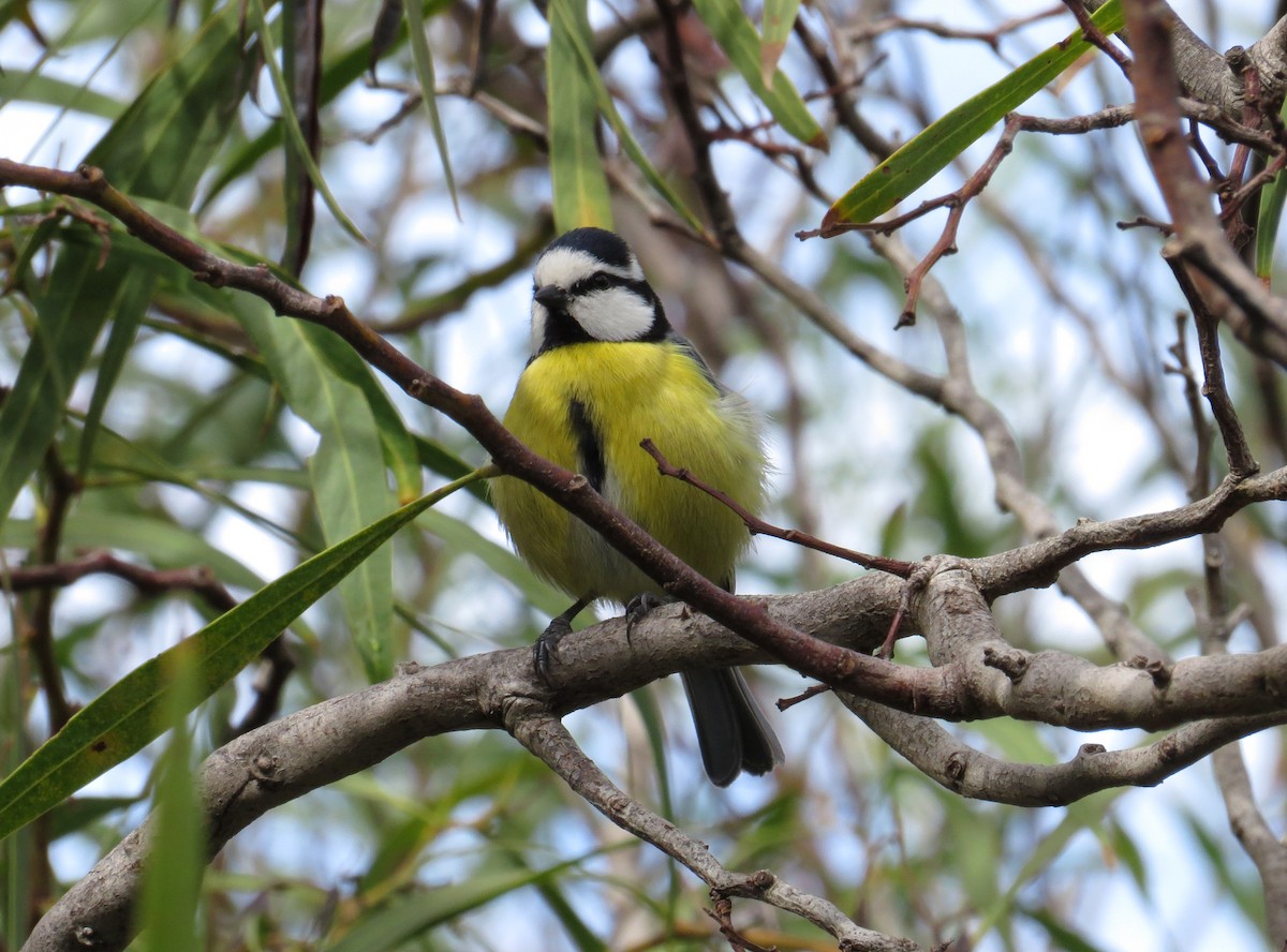 Mésange nord-africaine - ML623642981