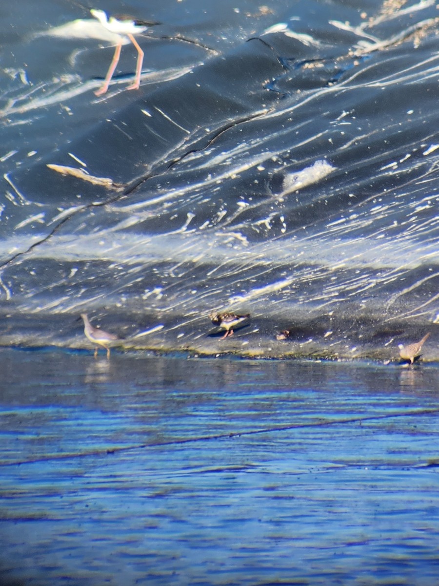 Lesser Yellowlegs - ML623642988