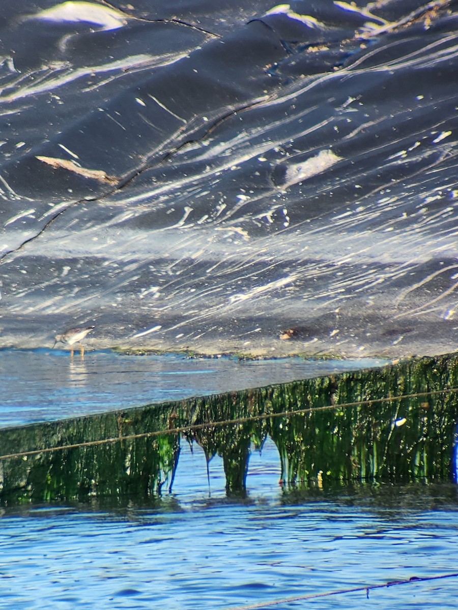 Lesser Yellowlegs - ML623642989