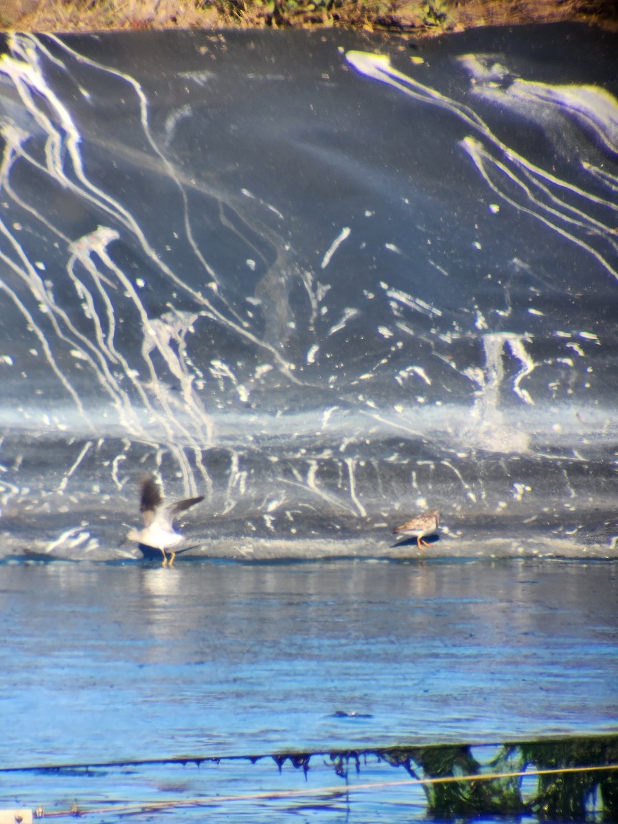 Lesser Yellowlegs - ML623642990