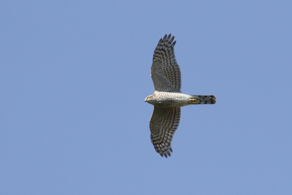 Морин харцага - ML623642996