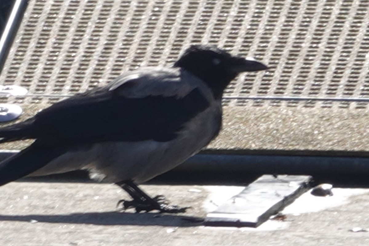 Hooded Crow - ML623643013