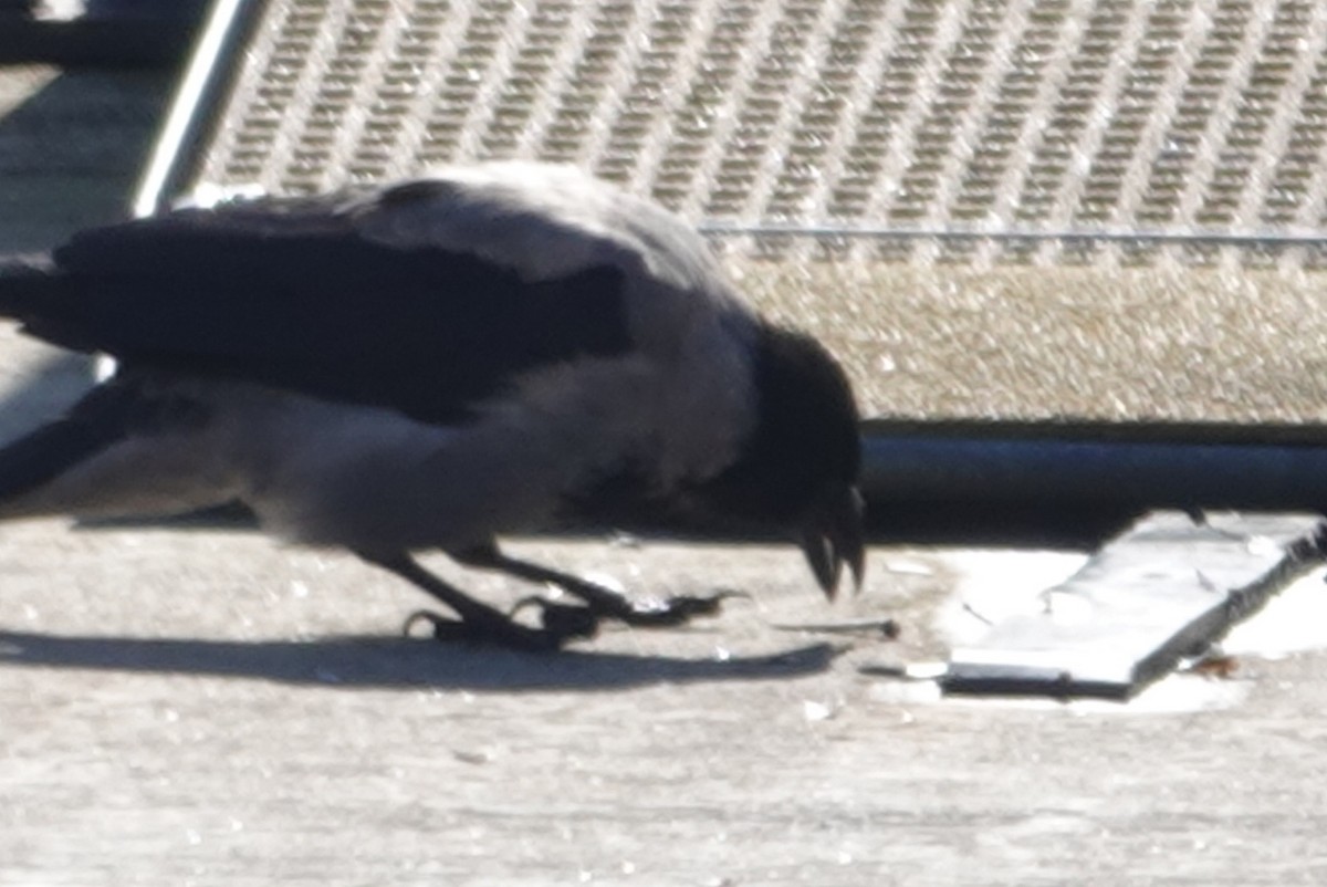 Hooded Crow - ML623643014