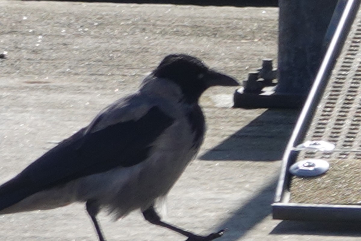 Hooded Crow - ML623643015