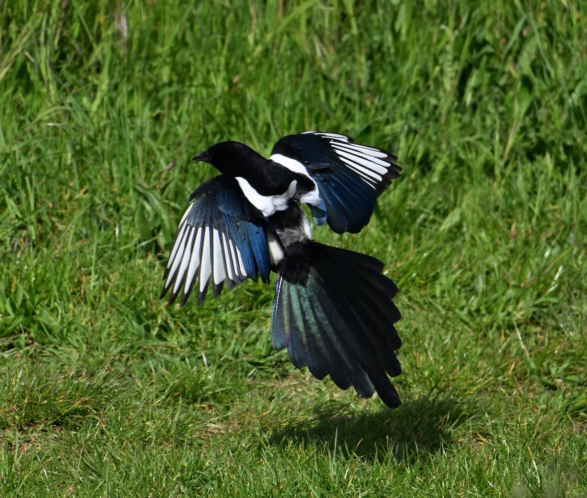 Eurasian Magpie (Eurasian) - David Darrell-Lambert