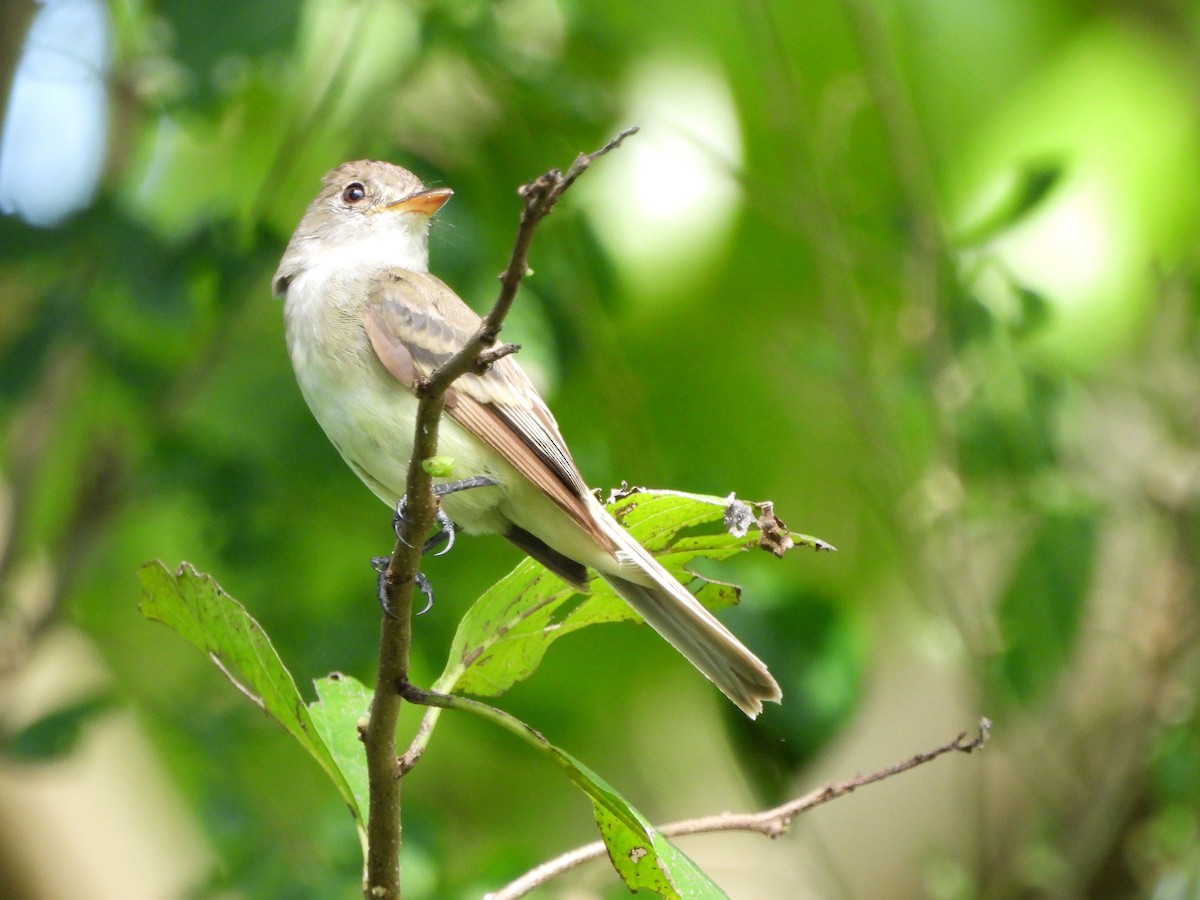 Willow Flycatcher - ML623643049