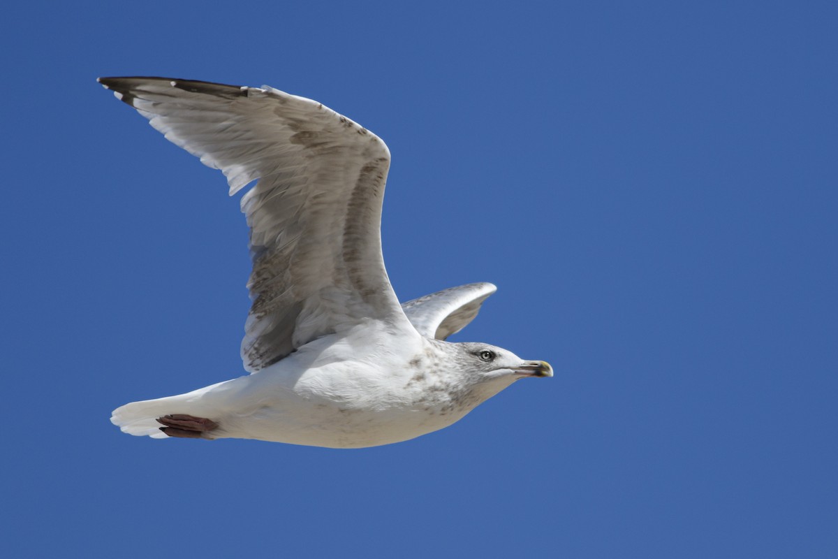 Herring Gull (European) - ML623643050