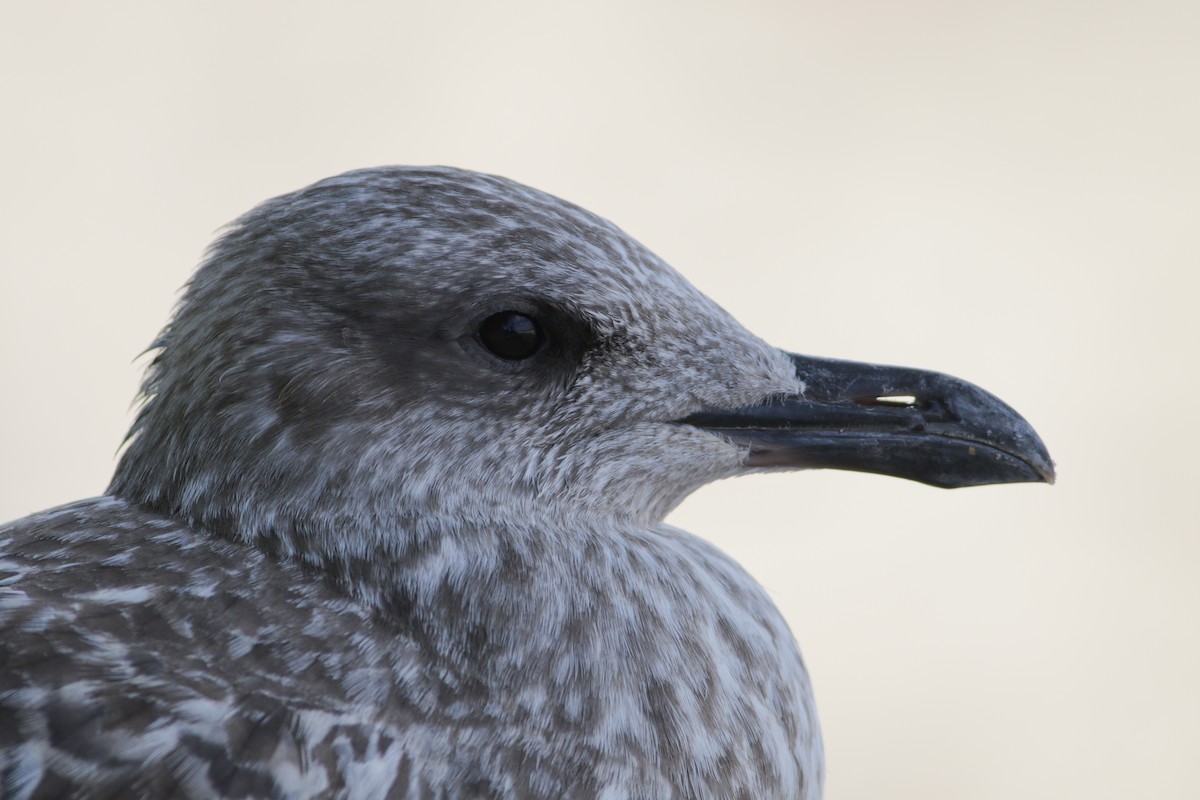 Herring Gull (European) - ML623643052