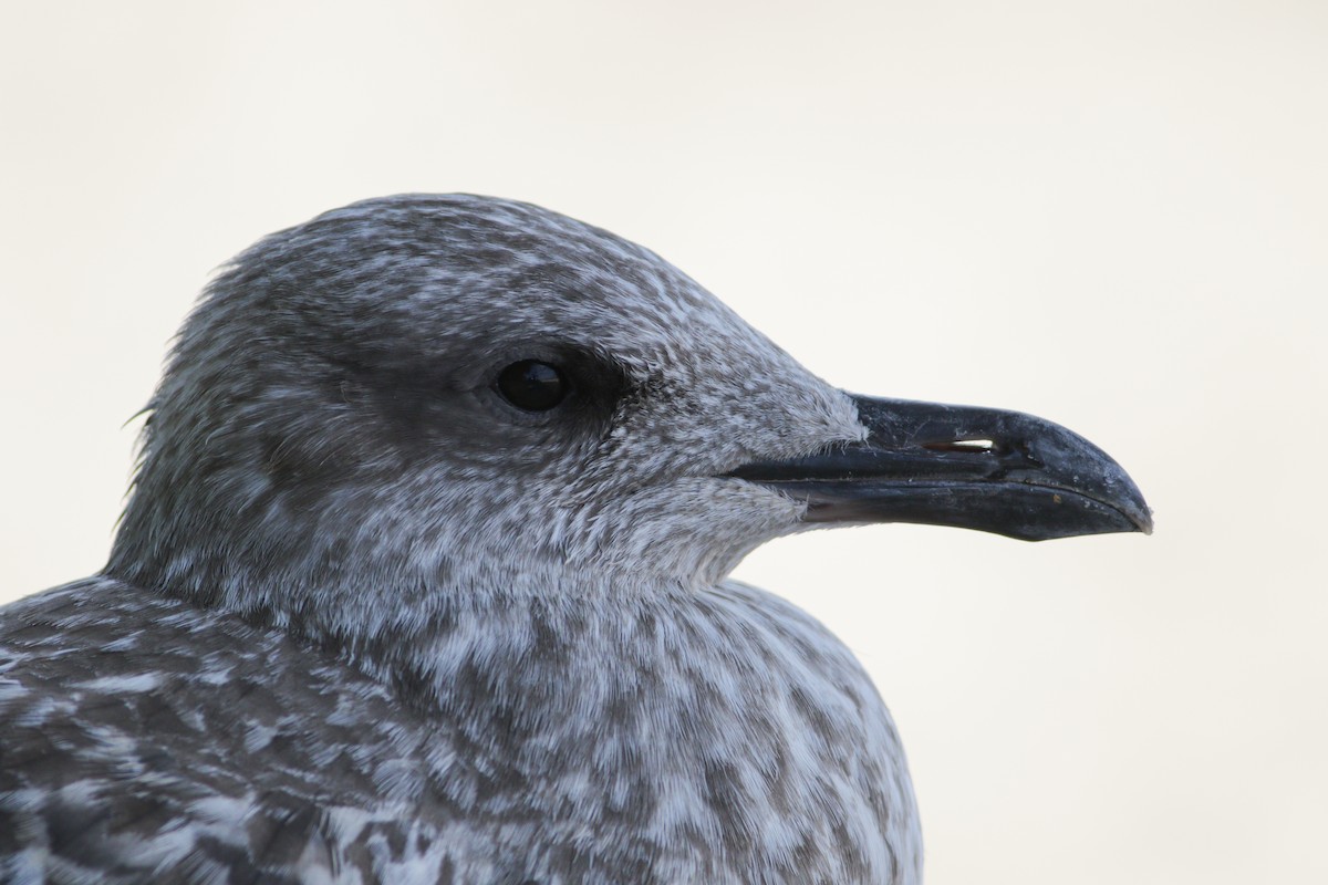 Herring Gull (European) - ML623643053