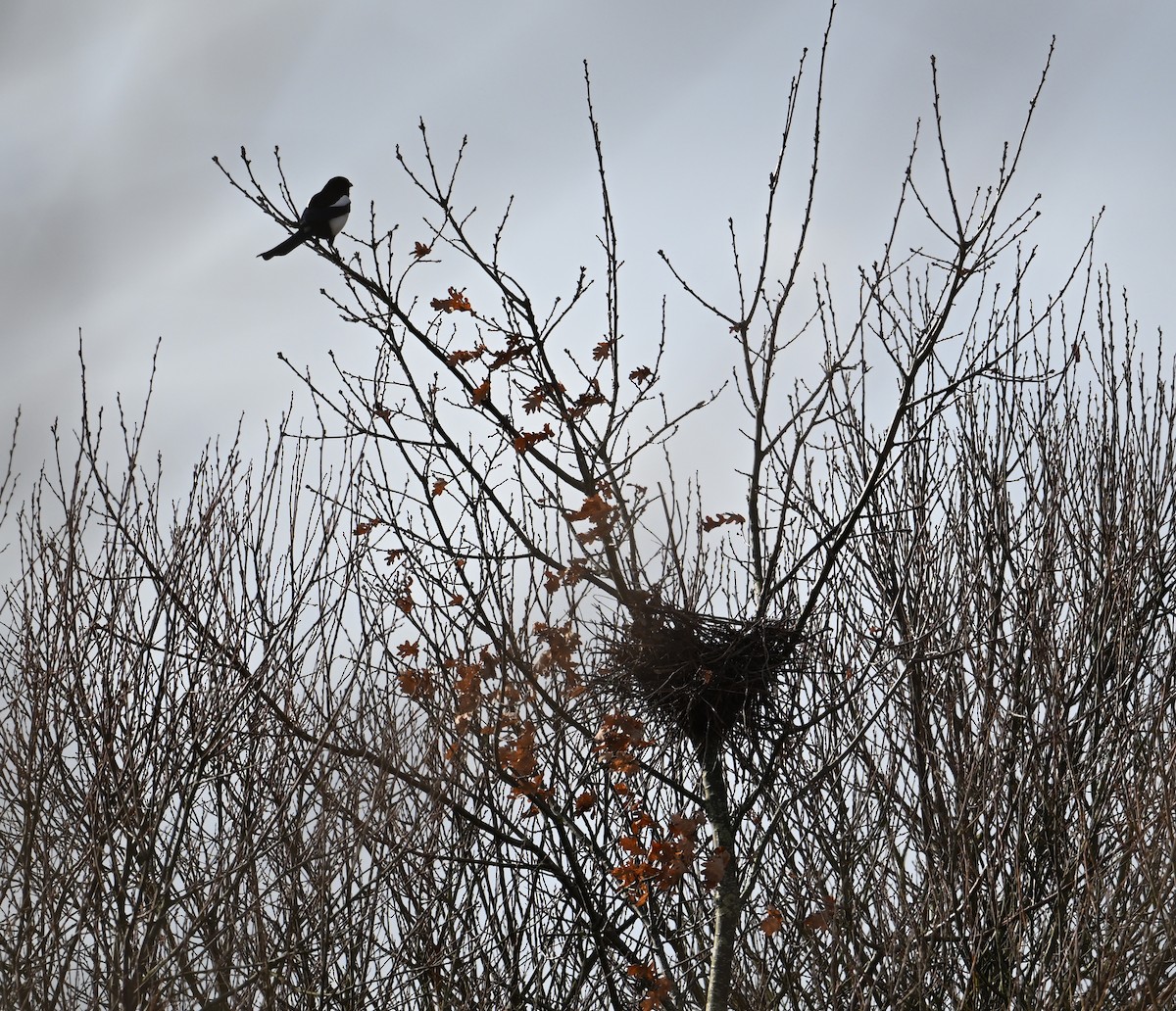 Eurasian Magpie (Eurasian) - ML623643097