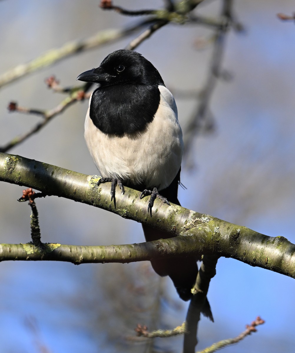 Eurasian Magpie (Eurasian) - ML623643117