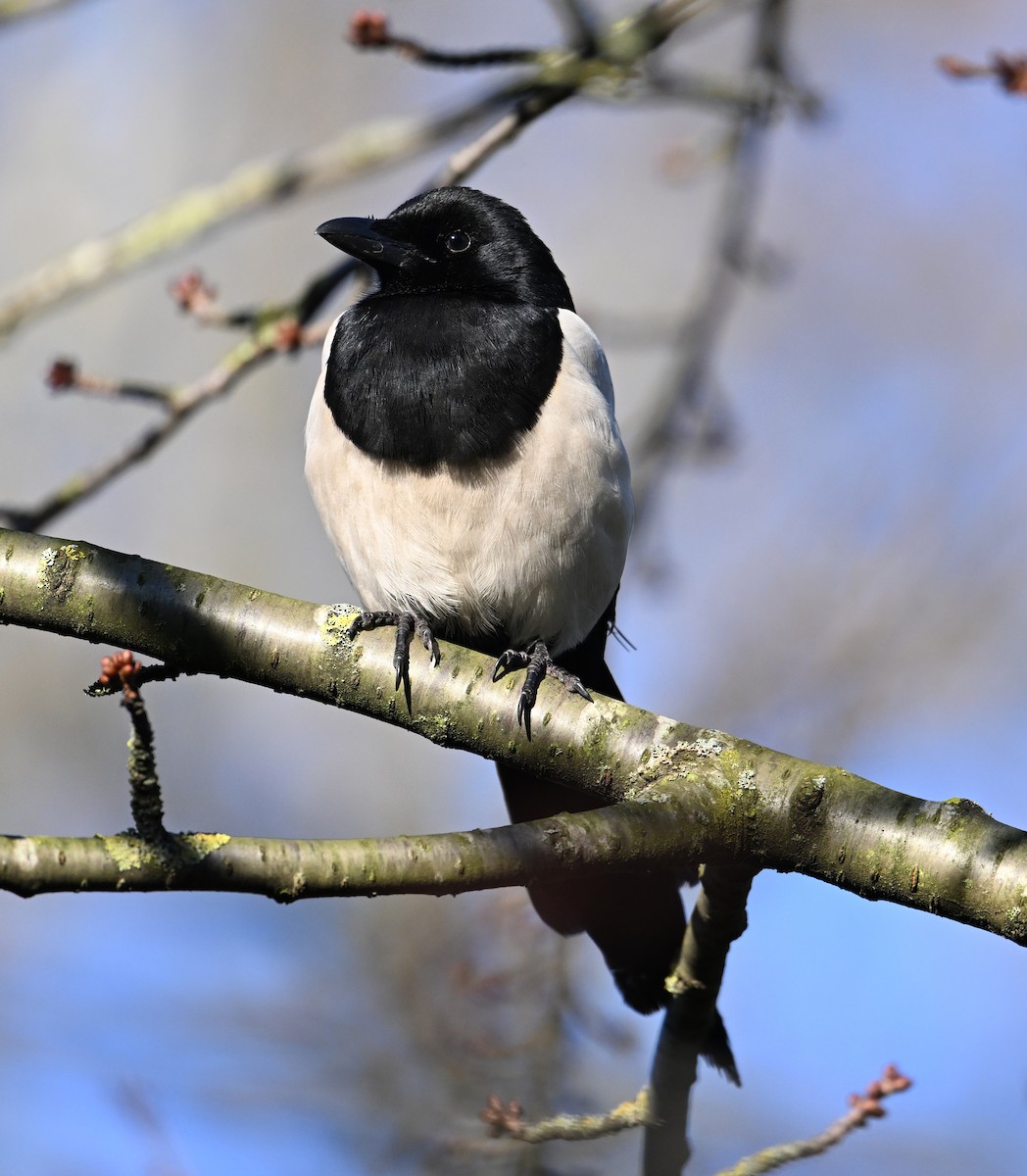 Eurasian Magpie (Eurasian) - ML623643118