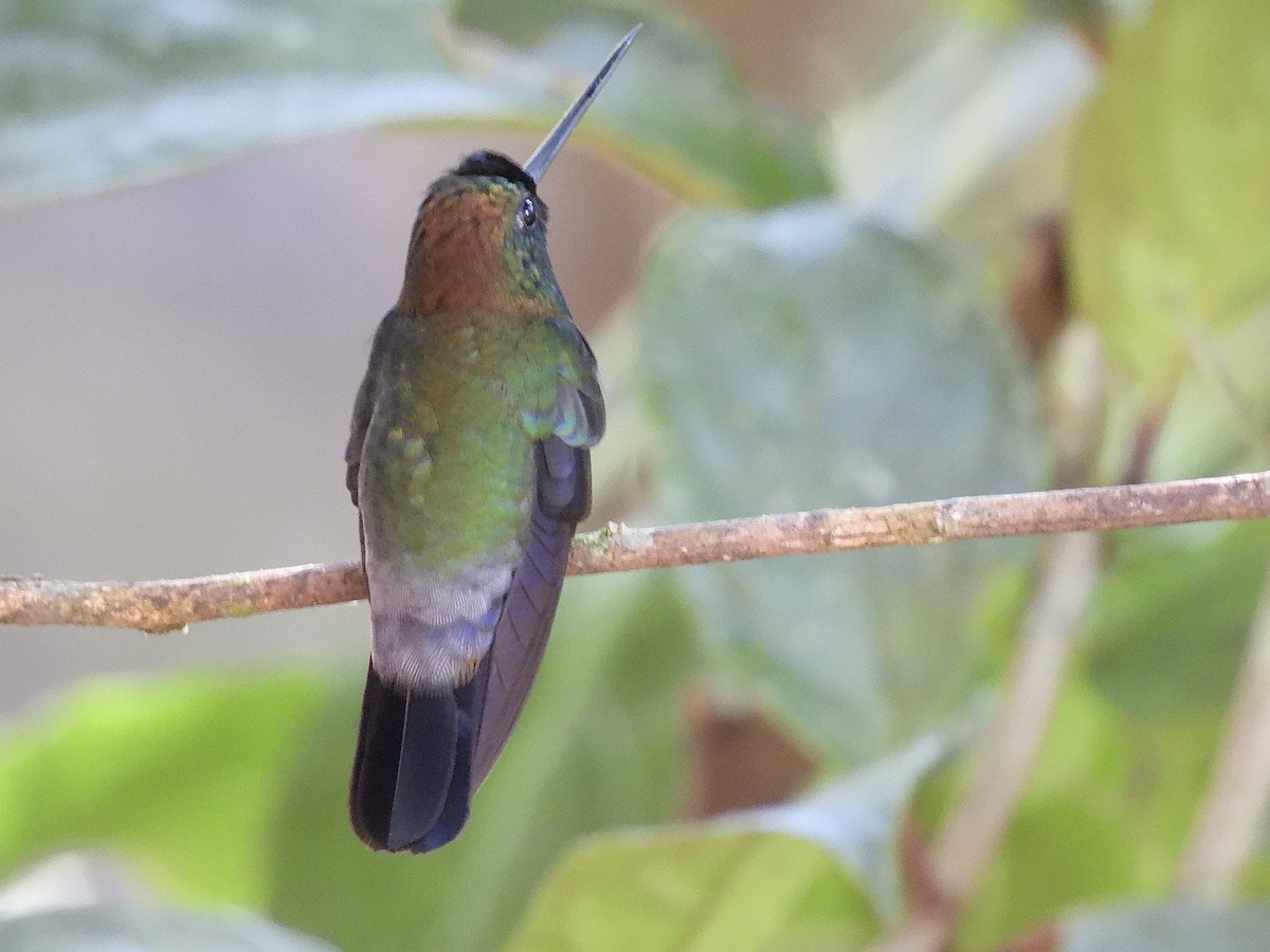 Blue-fronted Lancebill - ML623643123