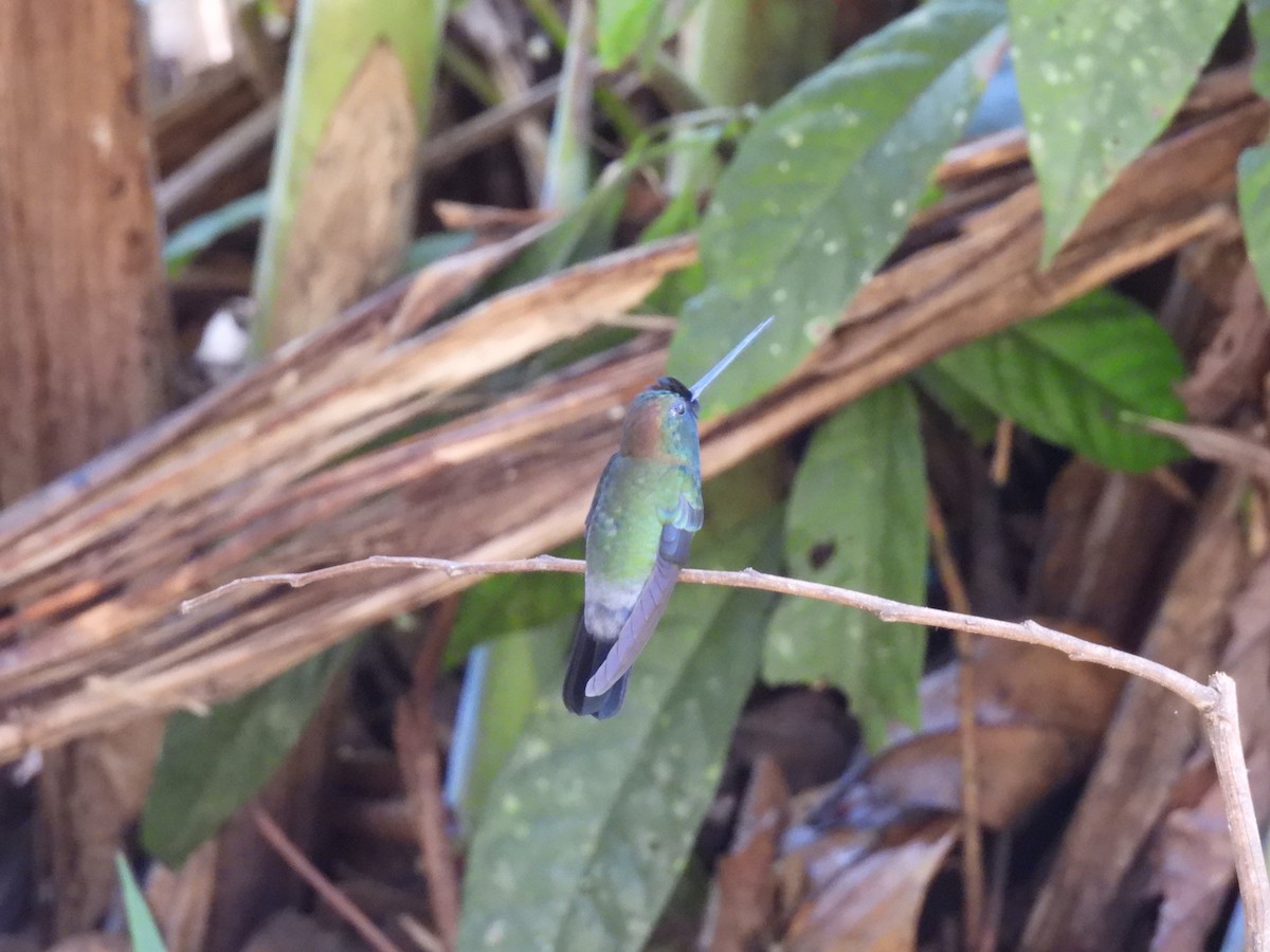 Blue-fronted Lancebill - ML623643125