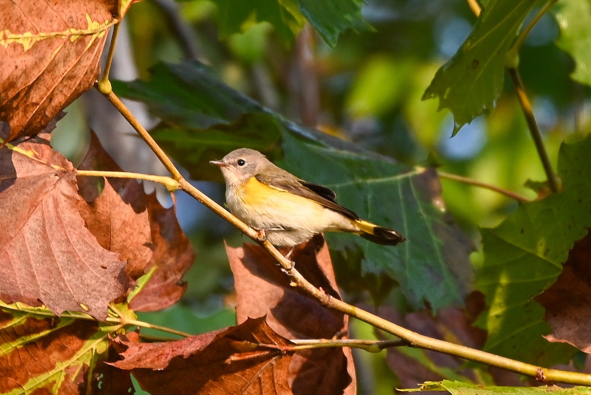 American Redstart - ML623643138