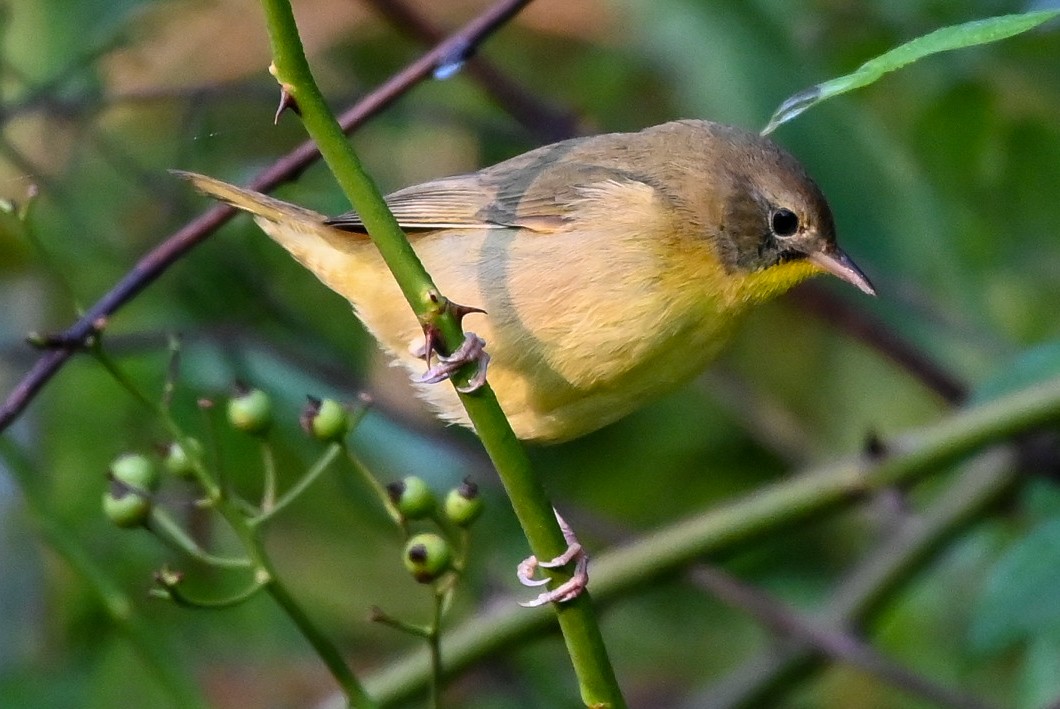 Common Yellowthroat - ML623643156