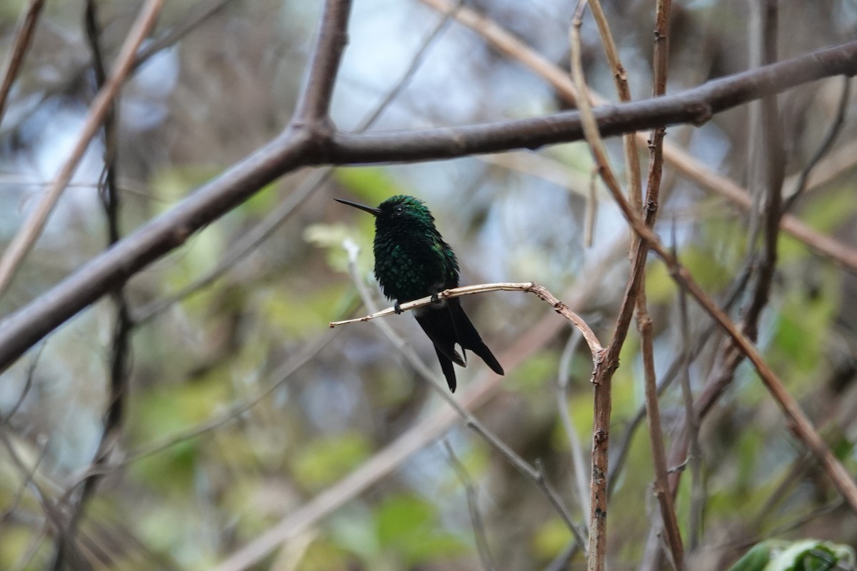 Red-billed Emerald - Licinio Garrido Hoyos