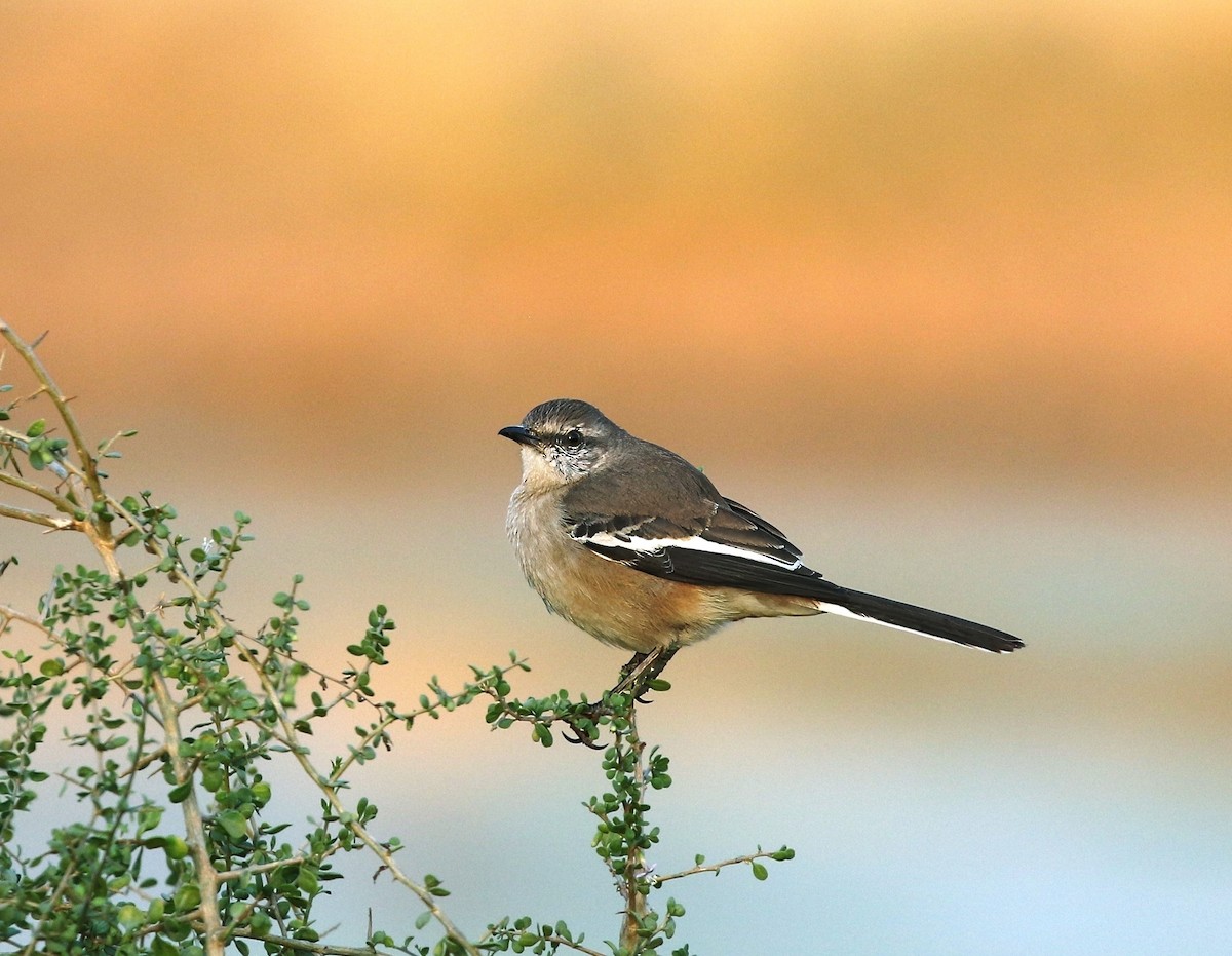 White-banded Mockingbird - ML623643199