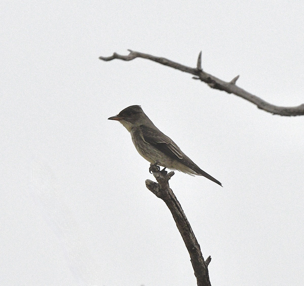 Піві північний - ML623643218