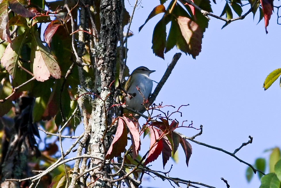 Red-eyed Vireo - ML623643230