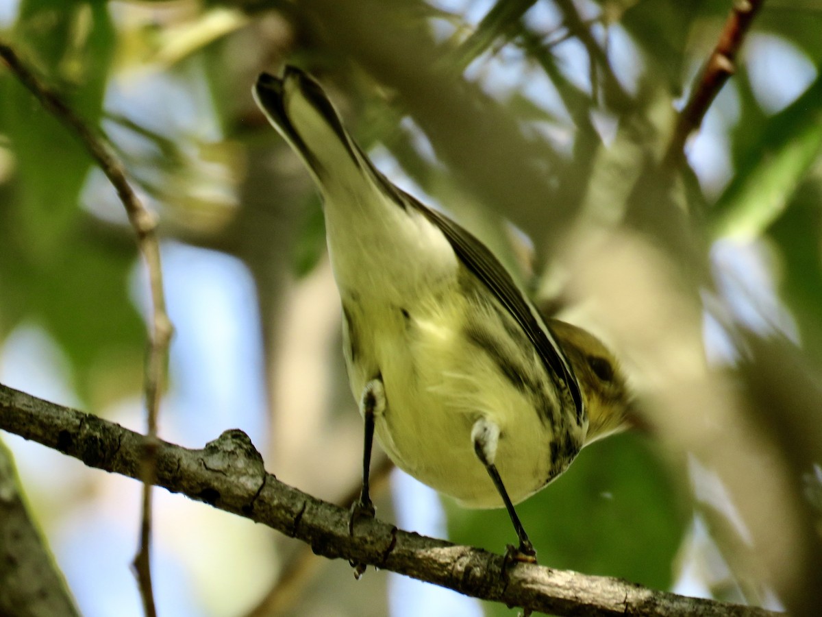 Grünmantel-Waldsänger - ML623643236