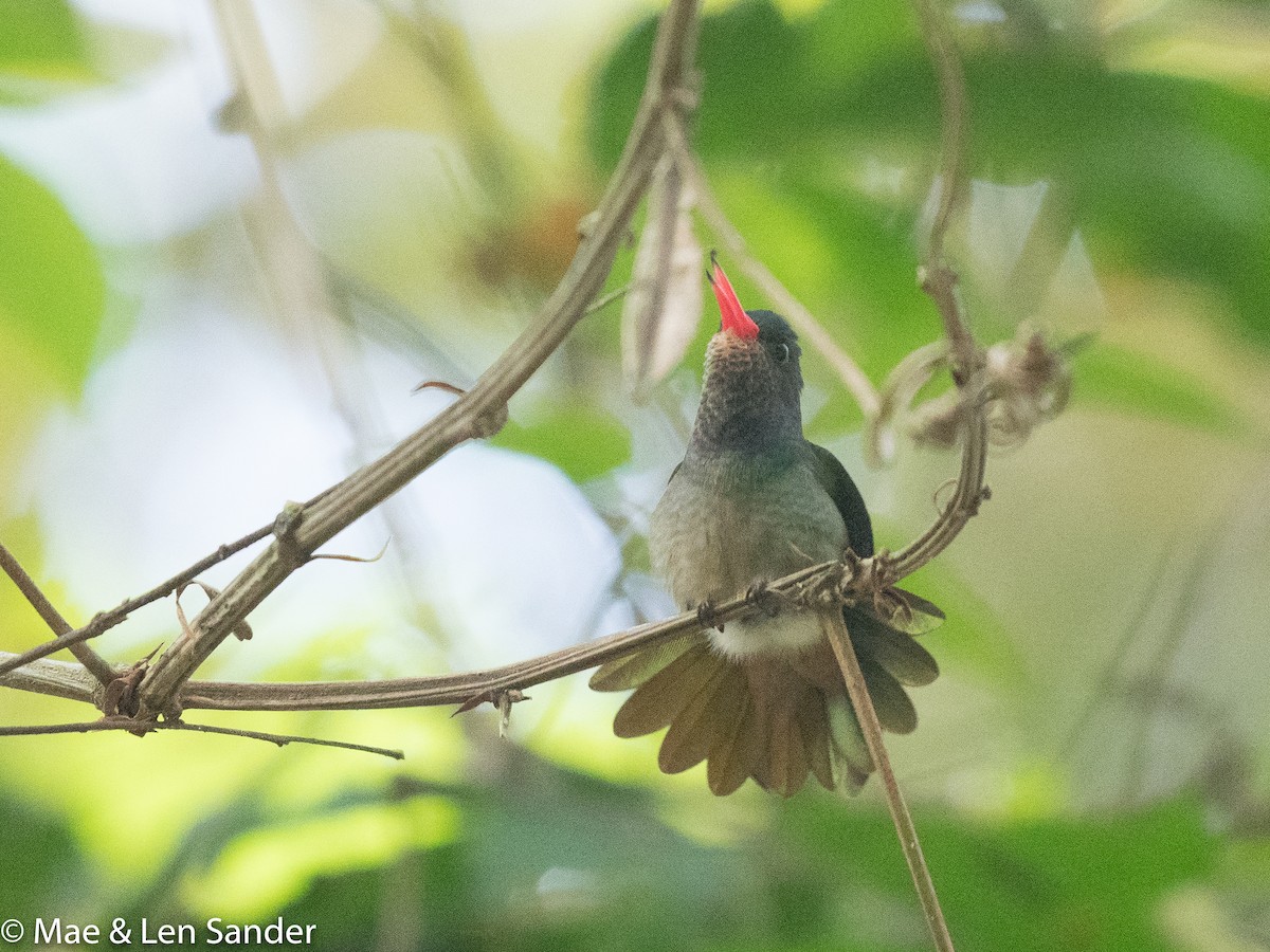 Blue-throated Goldentail - Len Sander