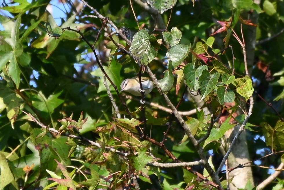 Red-eyed Vireo - ML623643251