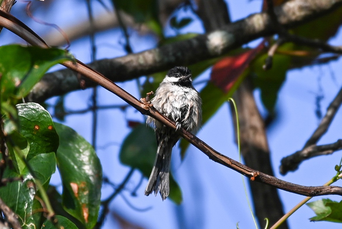 Carolina Chickadee - Patty Masten