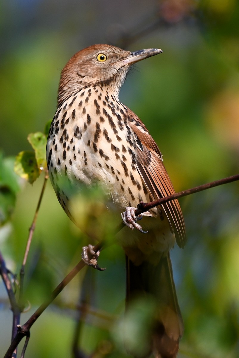 Brown Thrasher - ML623643294