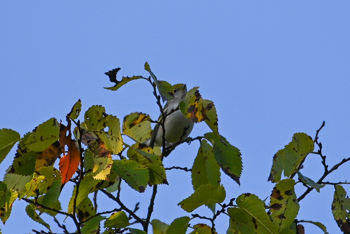 Chestnut-sided Warbler - ML623643341