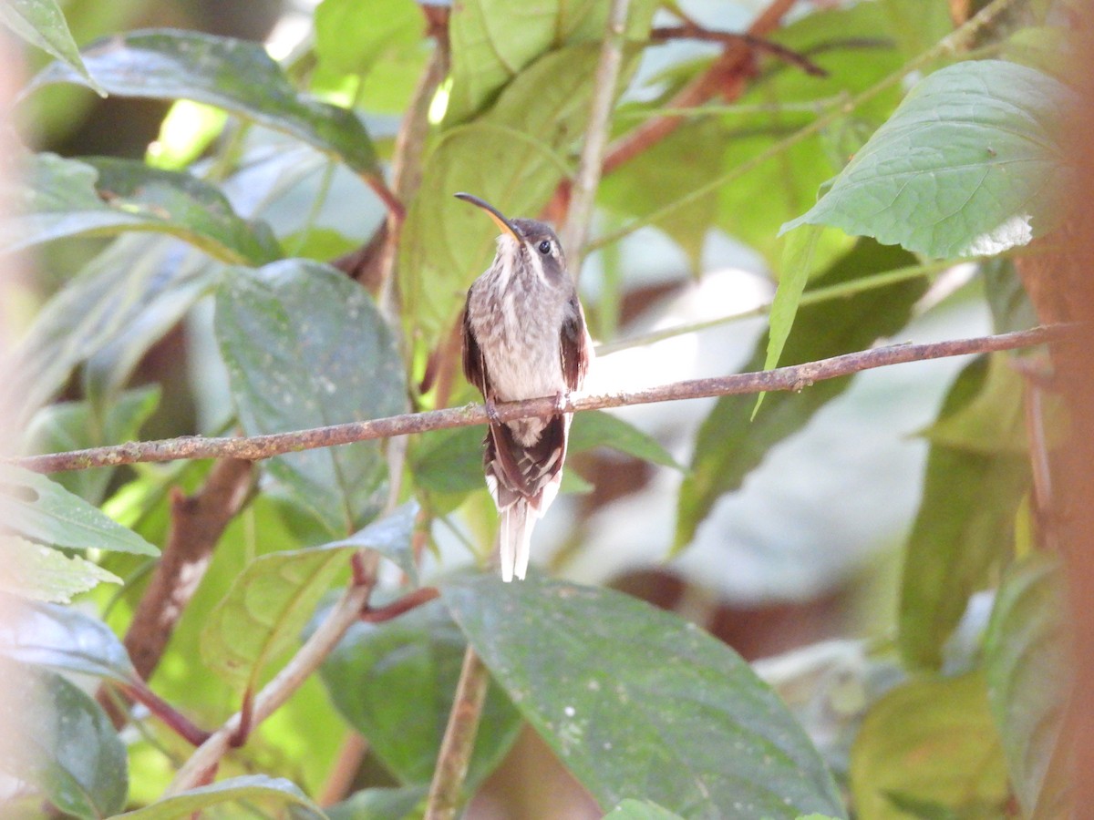 White-bearded Hermit - ML623643348