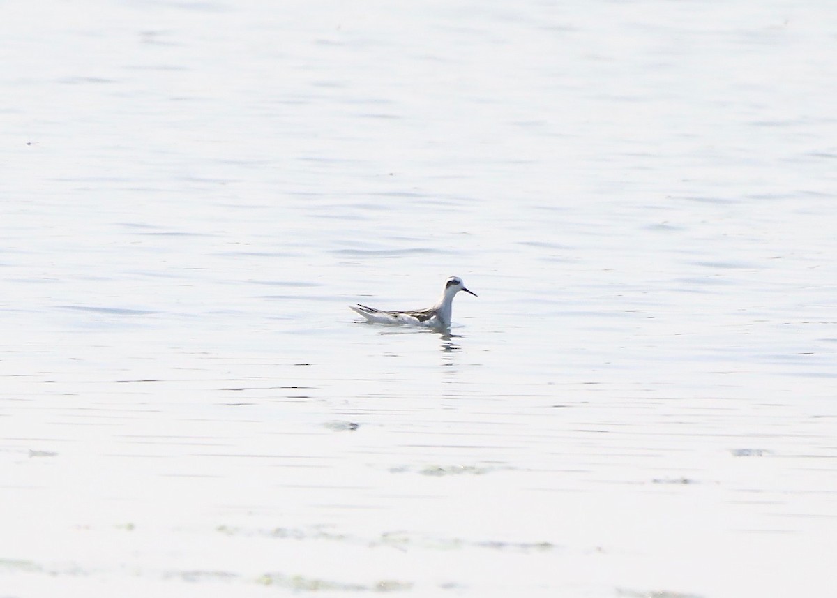 Red-necked Phalarope - Stephen Taylor