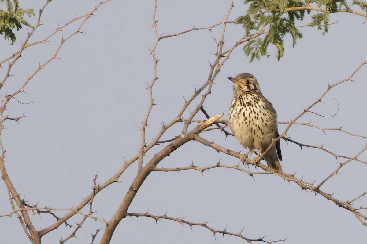 Groundscraper Thrush - ML623643371