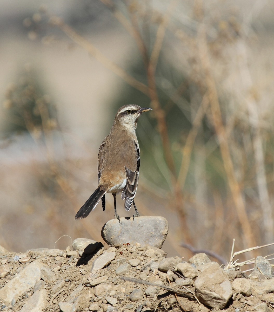 Brown-backed Mockingbird - ML623643444