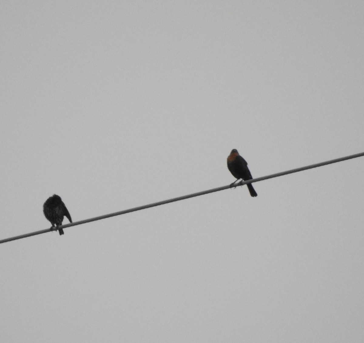 Yellow-headed Blackbird - ML623643462