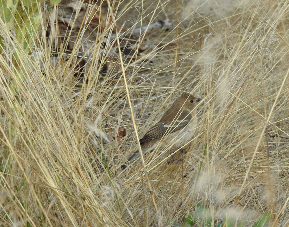 Lazuli Bunting - ML623643475