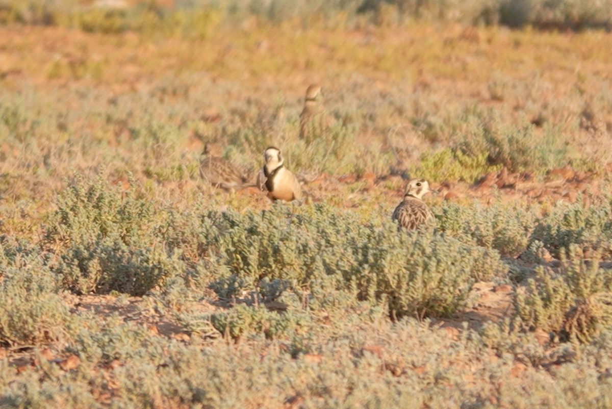 Inland Dotterel - ML623643491