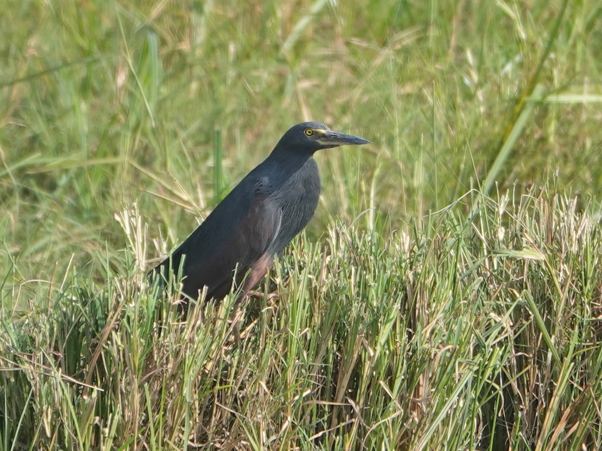 Rufous-bellied Heron - ML623643569