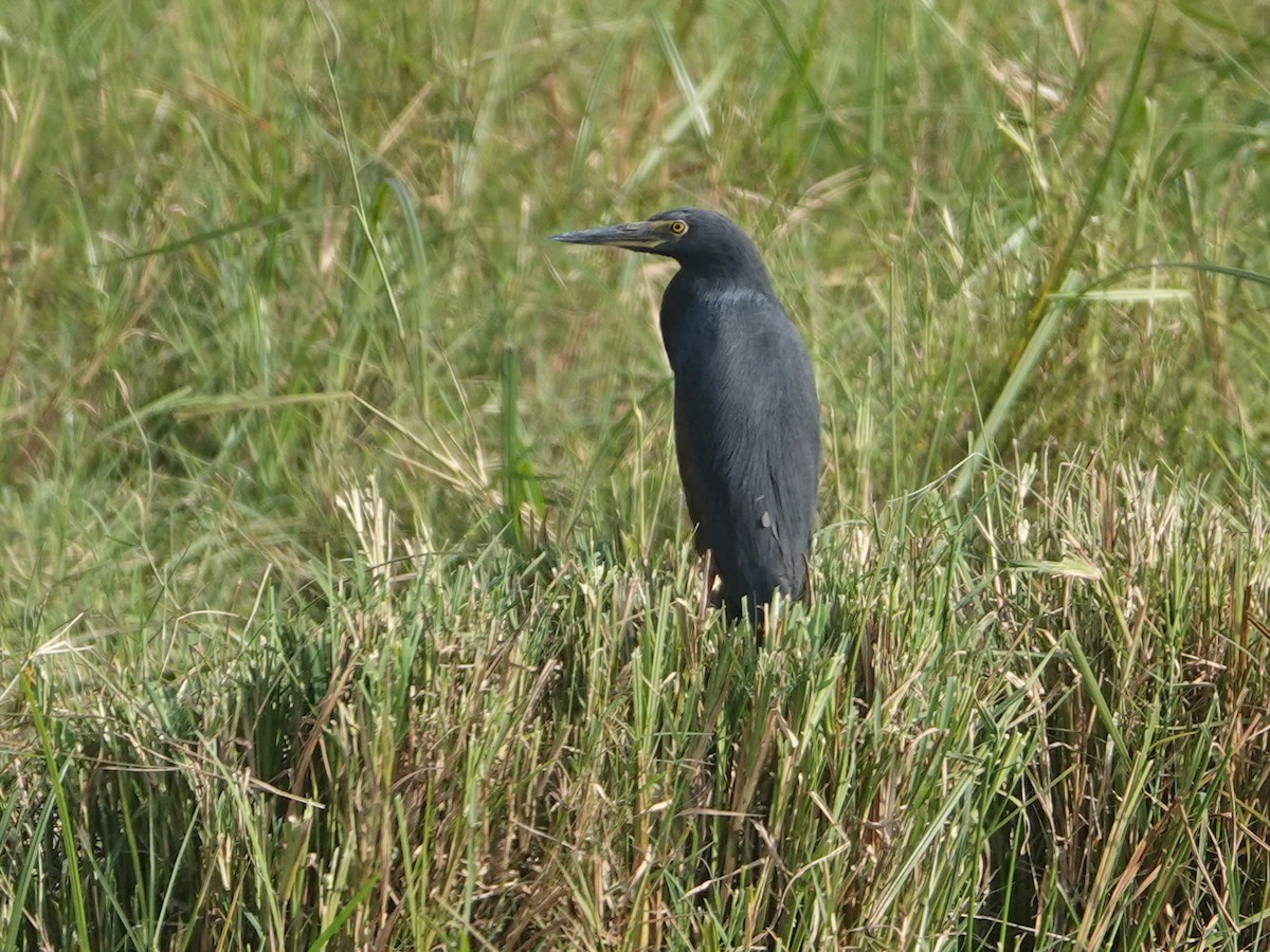 Rufous-bellied Heron - ML623643570