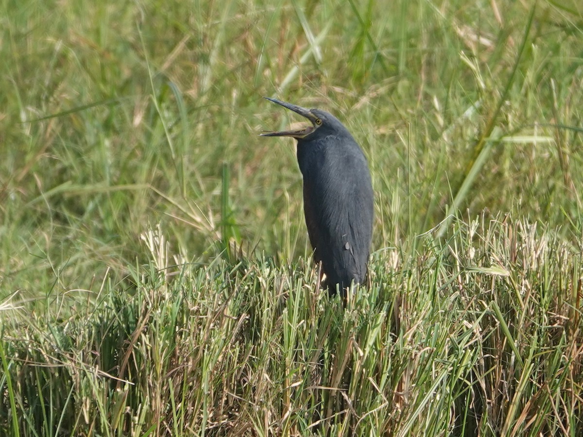 Rufous-bellied Heron - ML623643571