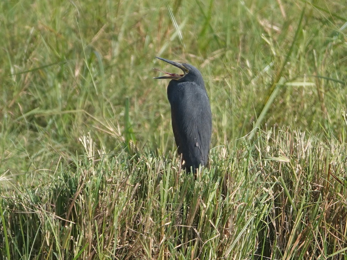 Rufous-bellied Heron - Liz Soria