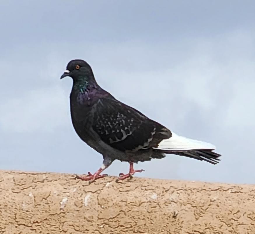 Rock Pigeon (Feral Pigeon) - ML623643579