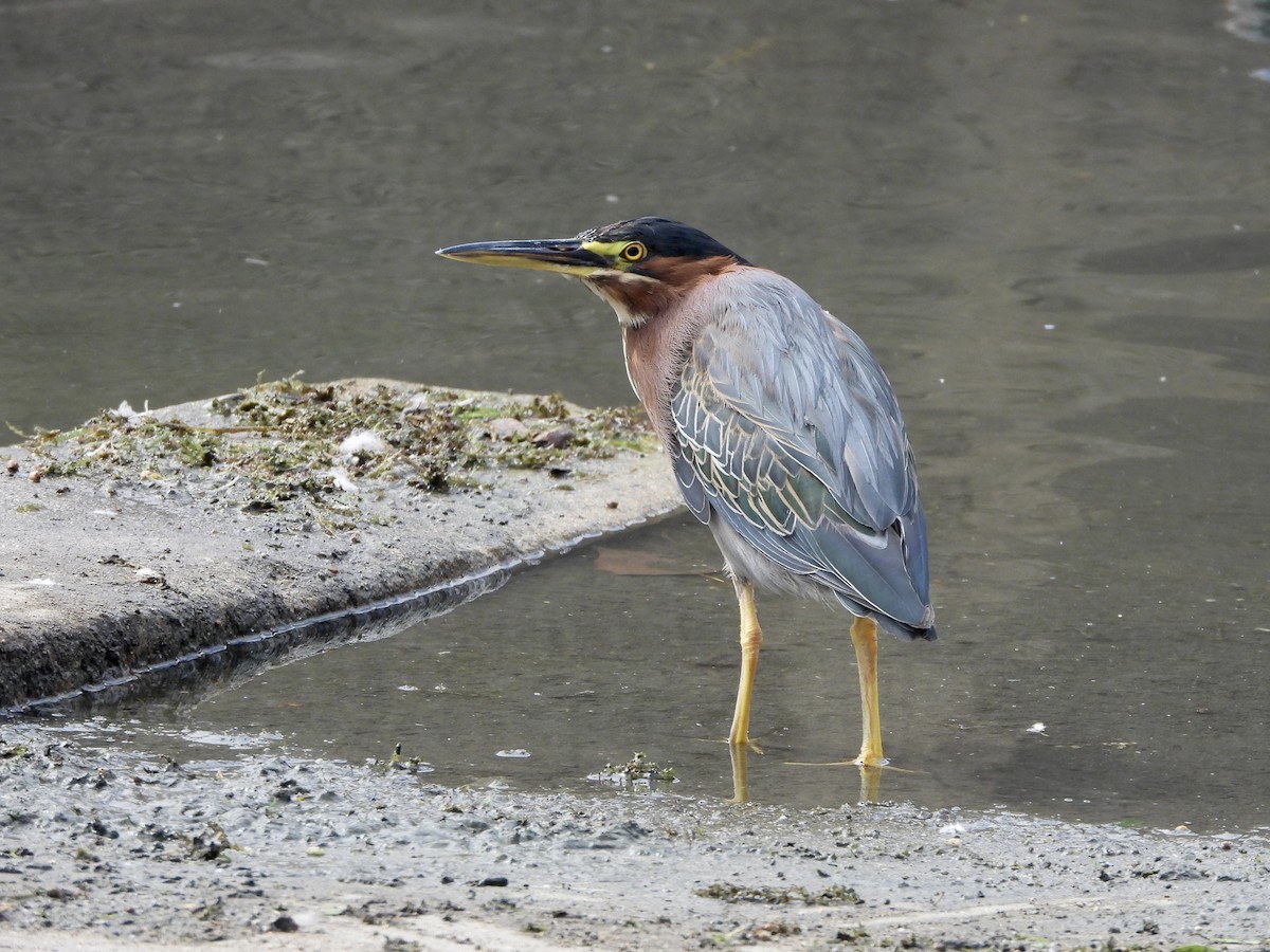 Green Heron - ML623643648