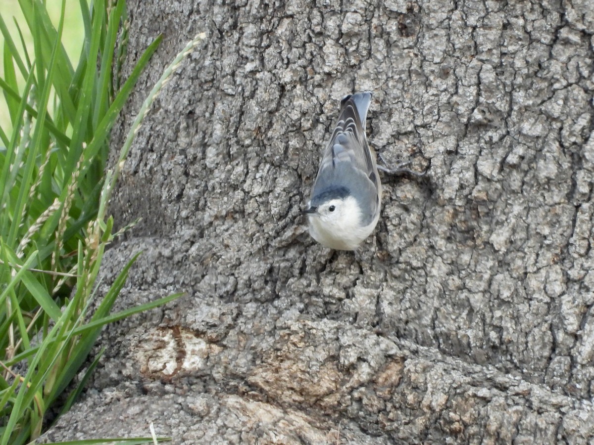 White-breasted Nuthatch - ML623643658