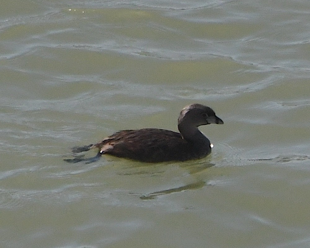 Pied-billed Grebe - Ted Wolff