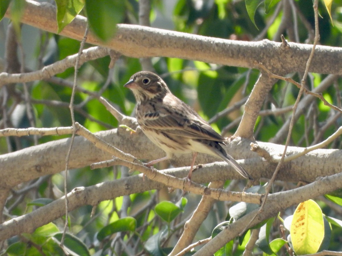 Vesper Sparrow - ML623643697