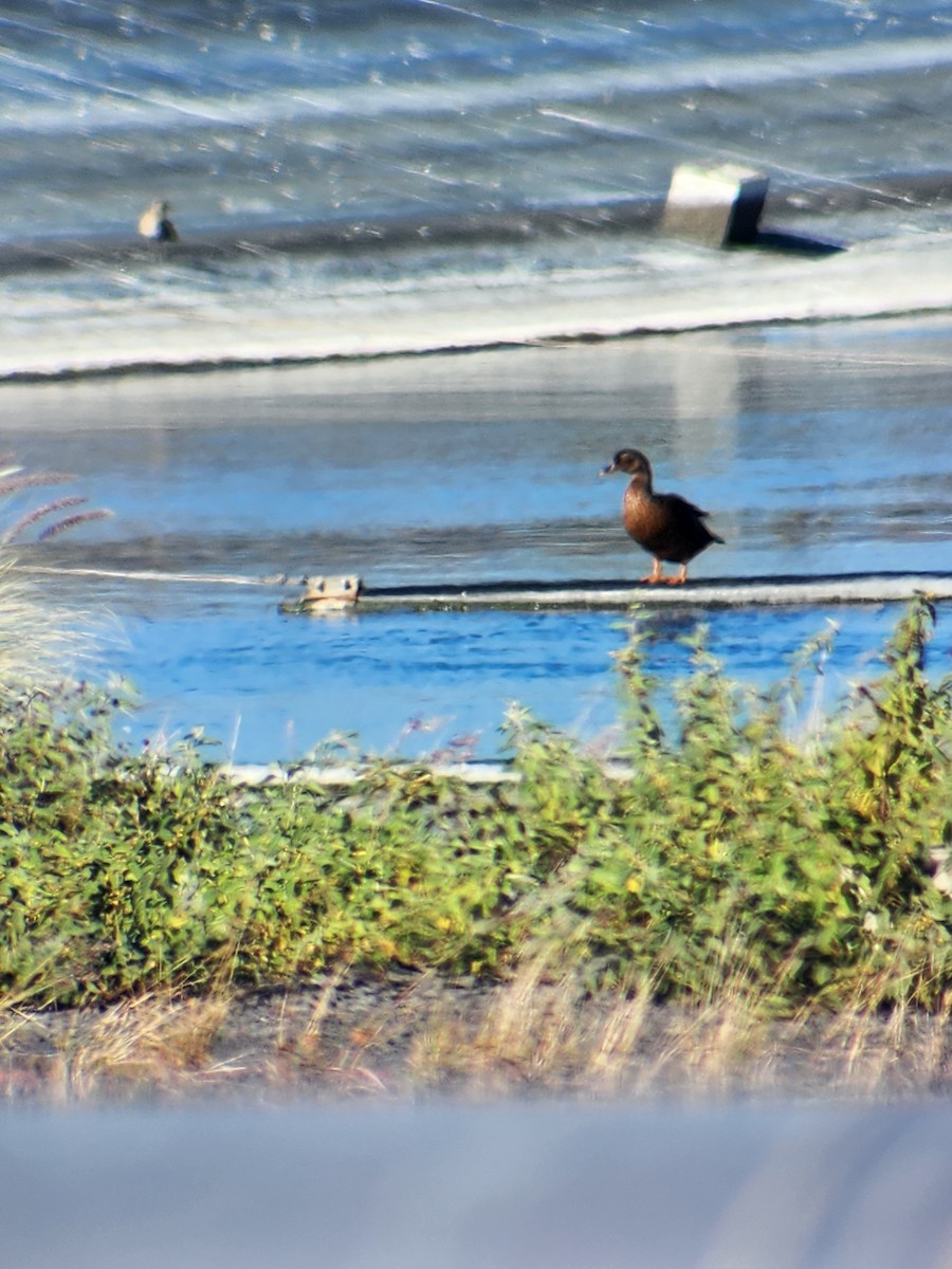 Mallard (Domestic type) - ML623643727