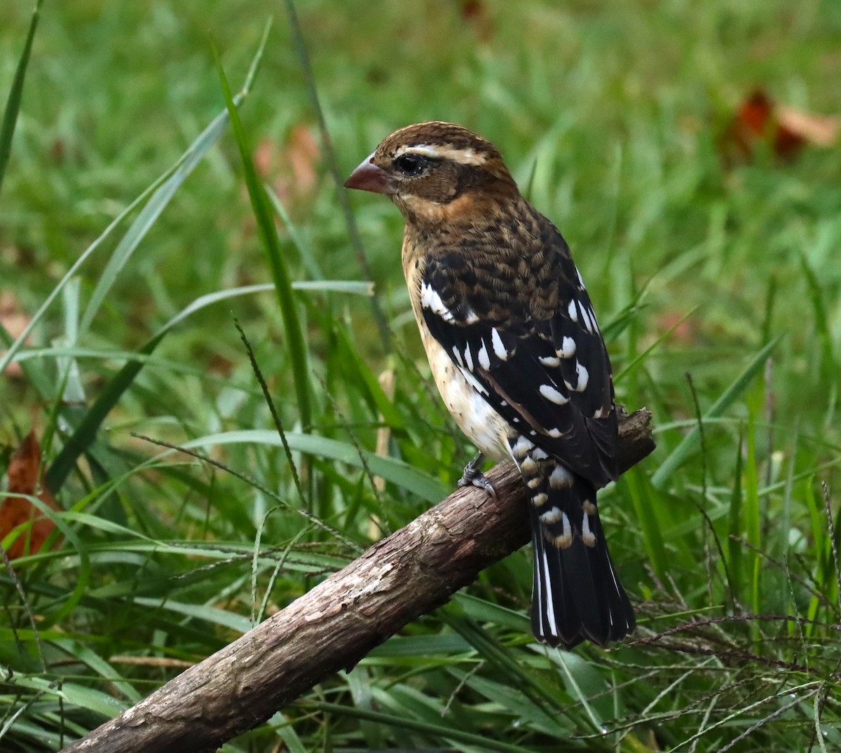 Rose-breasted Grosbeak - ML623643752